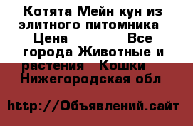 Котята Мейн-кун из элитного питомника › Цена ­ 20 000 - Все города Животные и растения » Кошки   . Нижегородская обл.